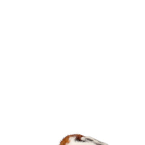 LOUIS VUITTON Homey Flat Mules Fur | Luna Bags