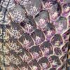 Louis Vuitton Python Neo Square Bag | Luna Bags - Image 6